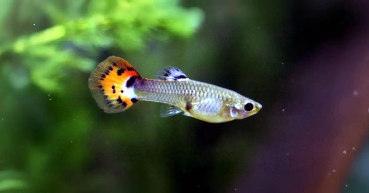 Essential Care Tips for Your Guppy Fish