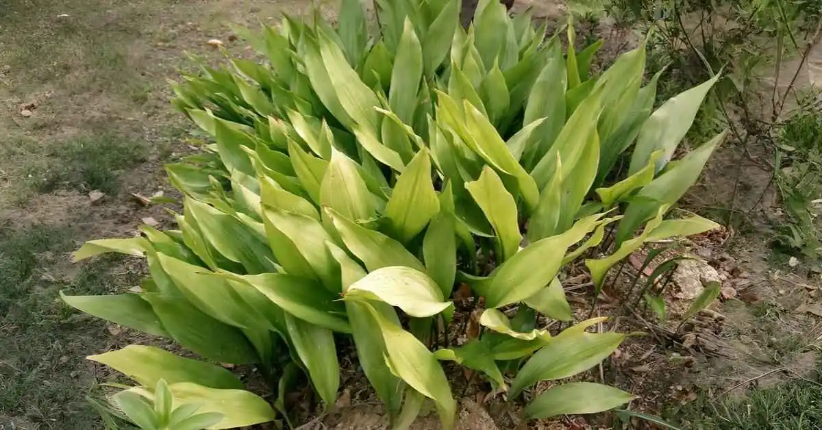 Cast iron plant aspidistra elatior care