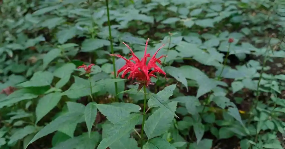 The Charming Red Bee Balm Plant: A Garden Must-Have