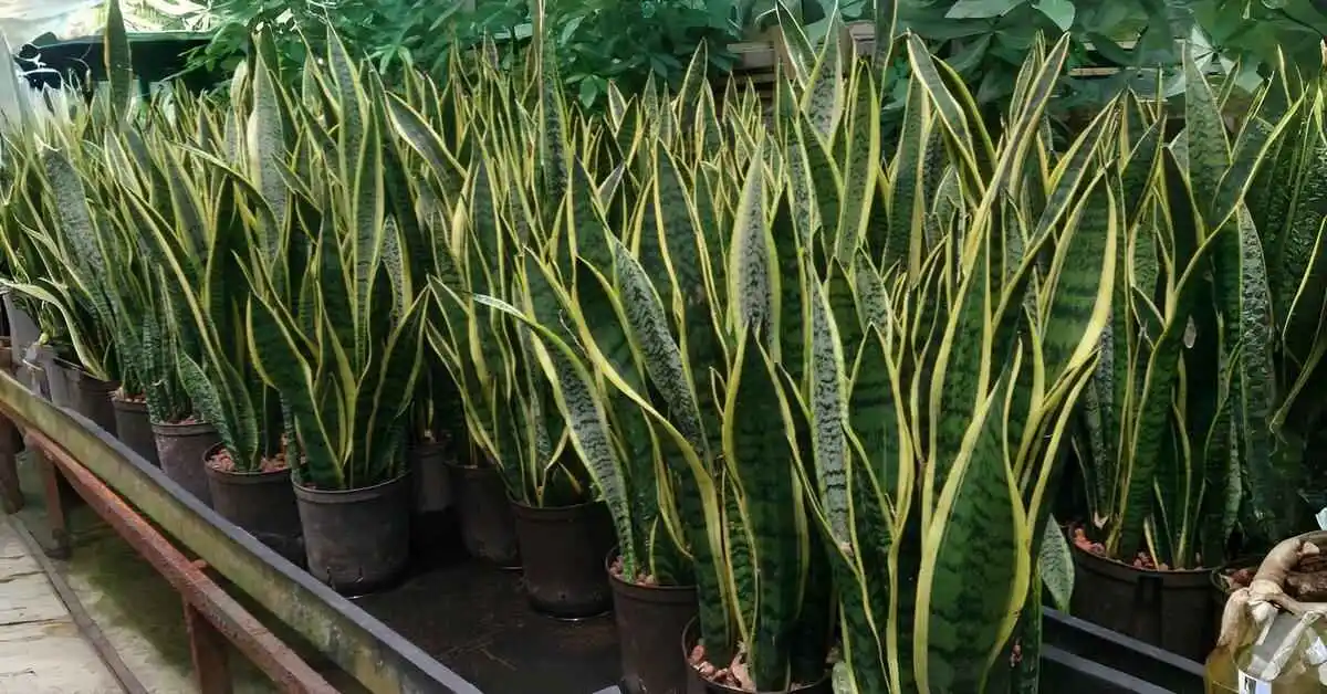 Snake Plant Care Indoors