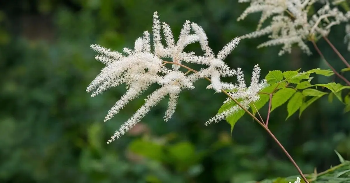 Complete Guide on How to Care for White Astilbe Plant
