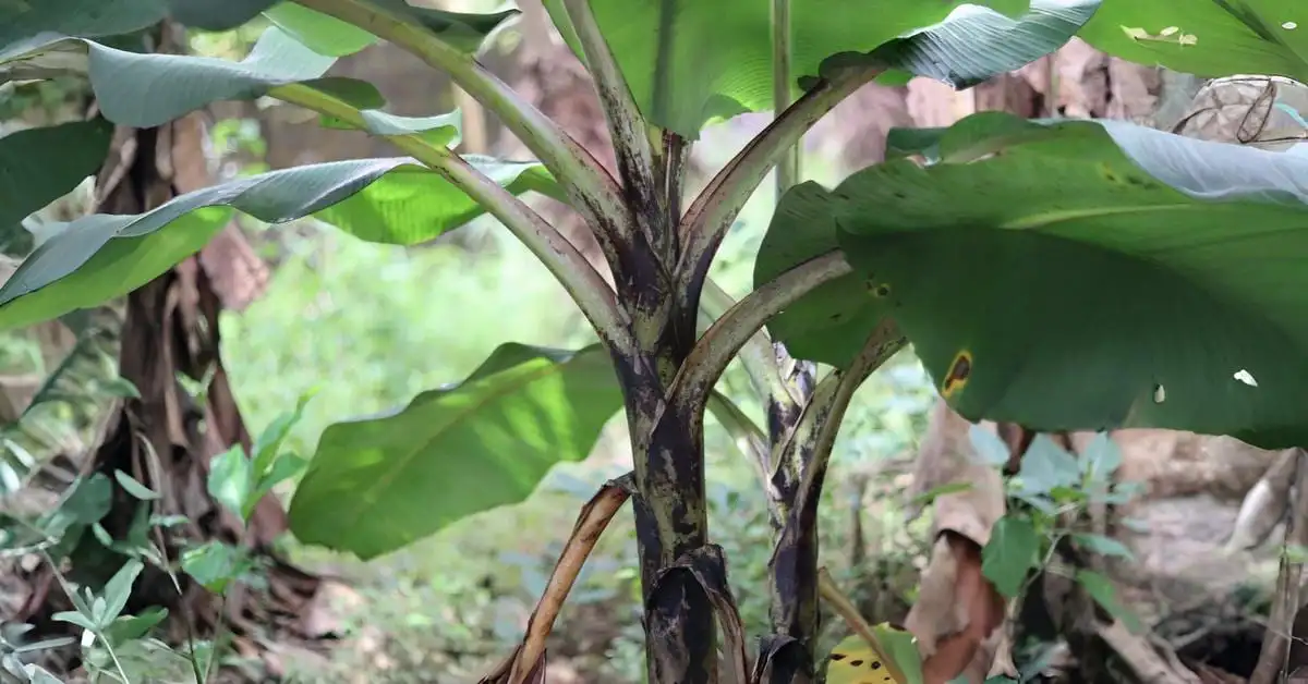 The Ultimate Guide on How to Care for a Banana Plant