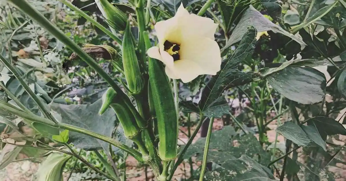 How to plant okra