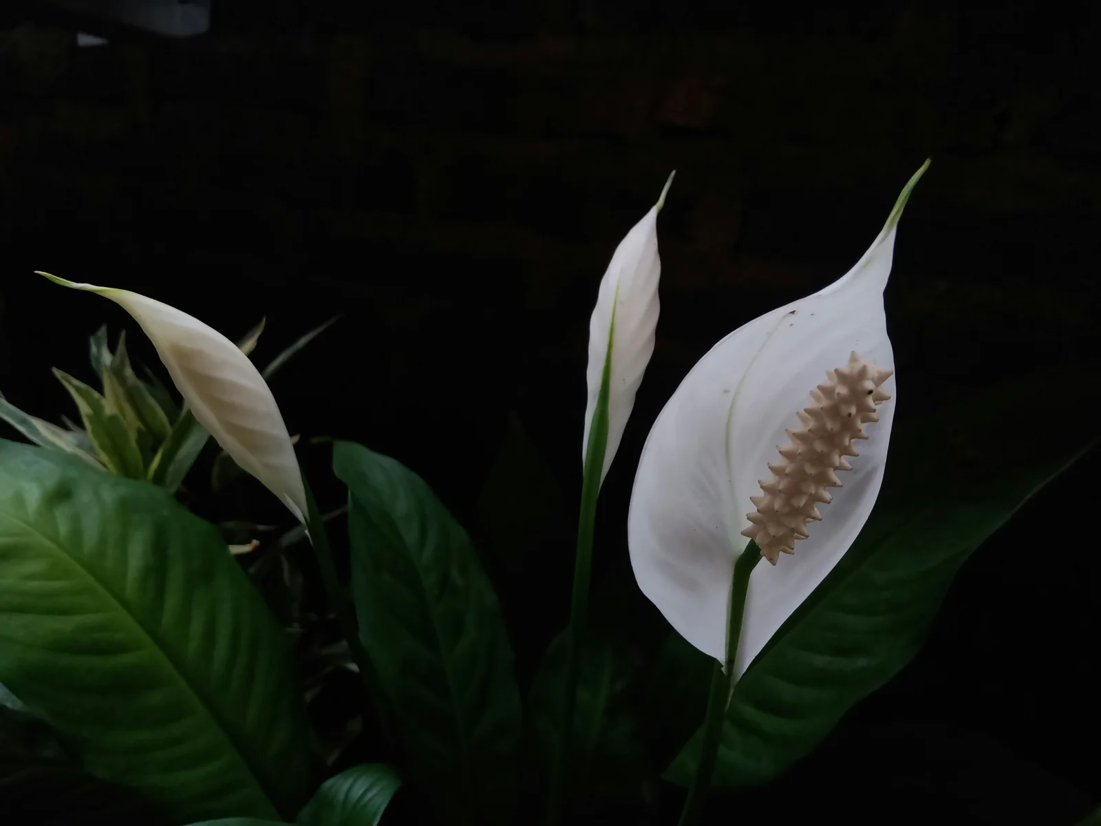 how to care for a peace lily plant