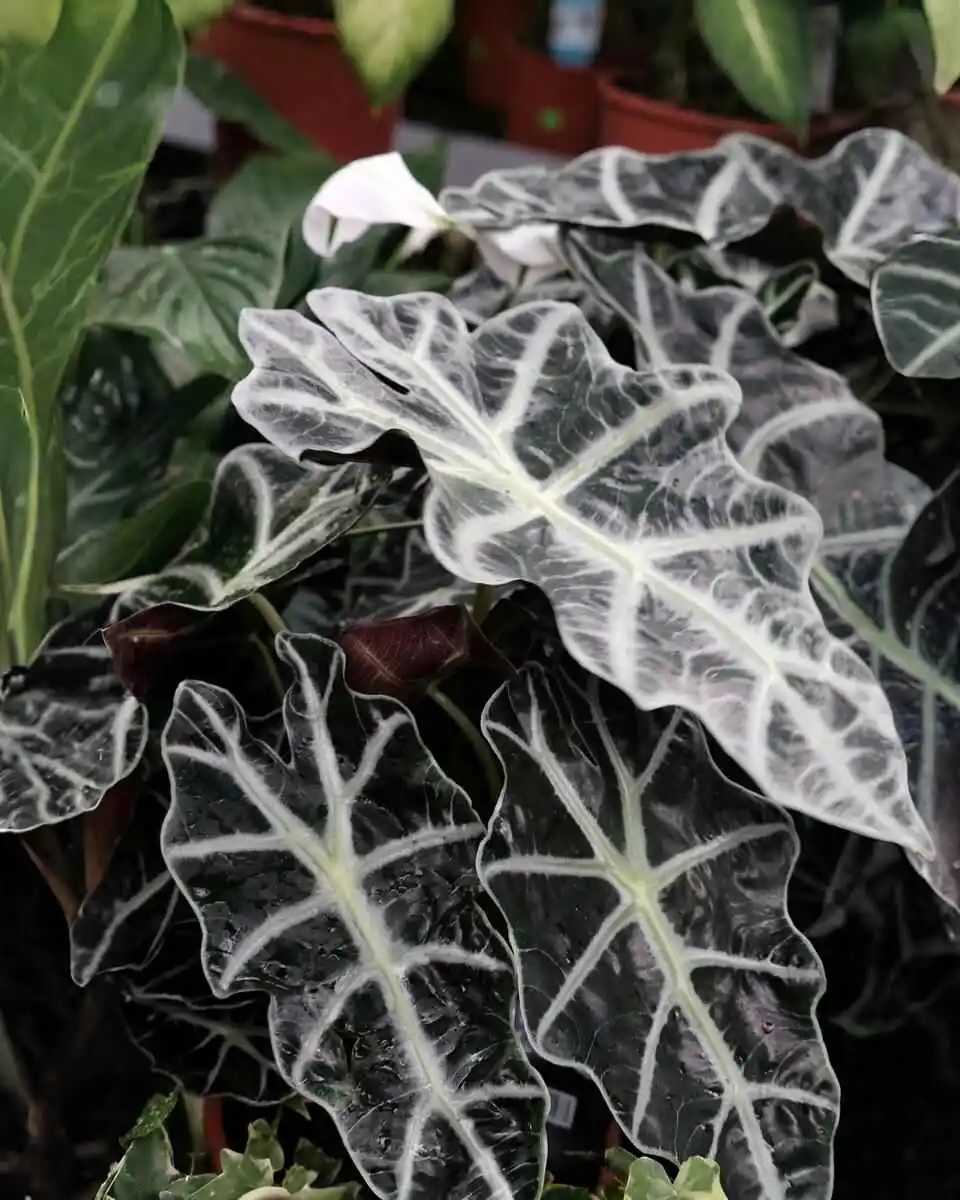 Alocasia amazonica plant