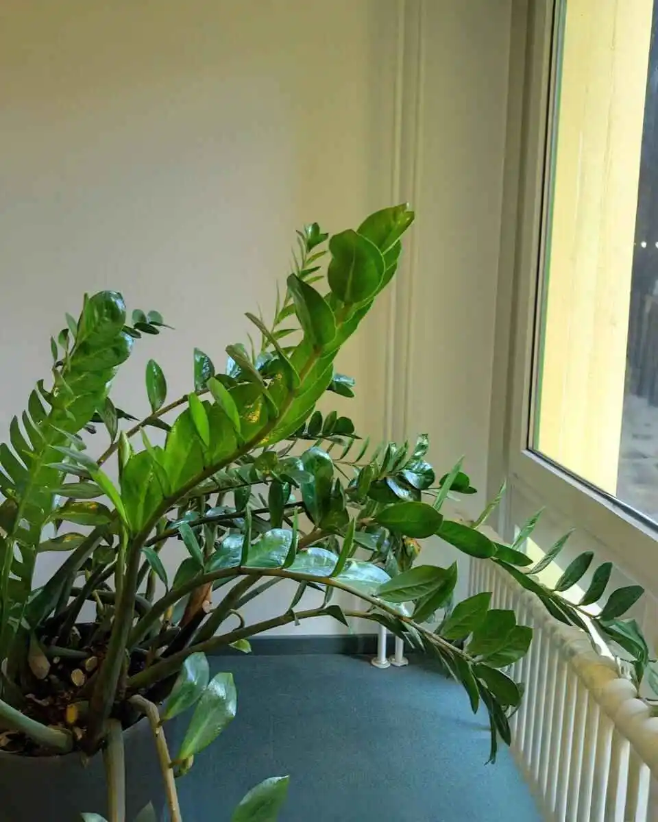 How to Grow a ZZ Plant