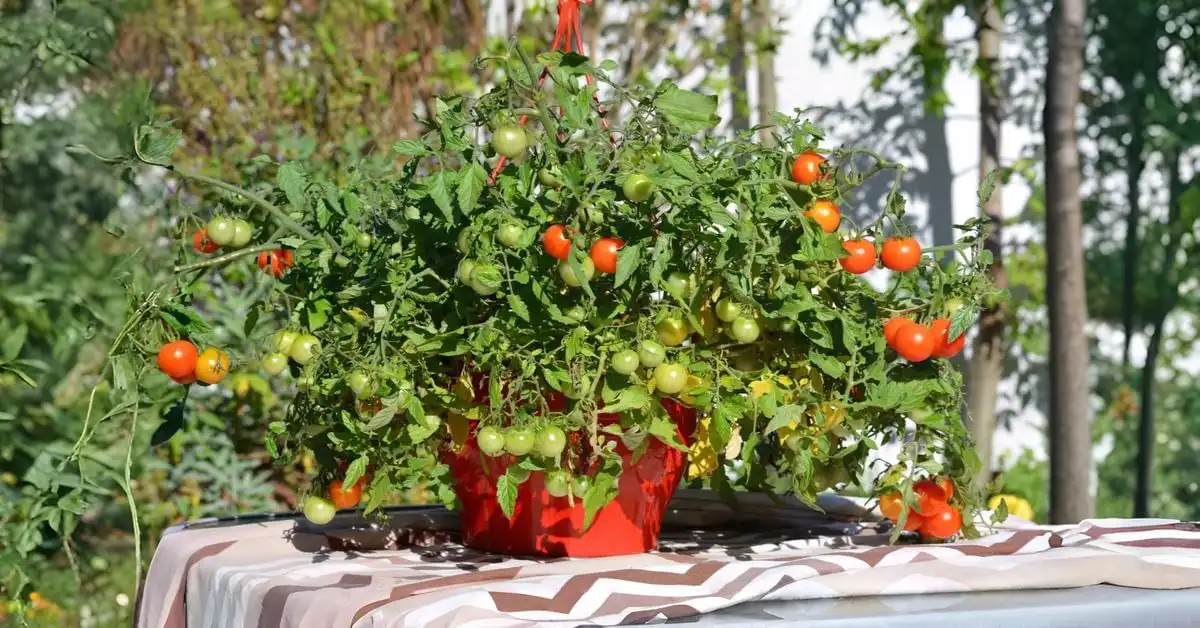How to grow tomatoes in a pot