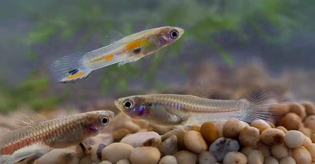 Complete guide on guppy fish care