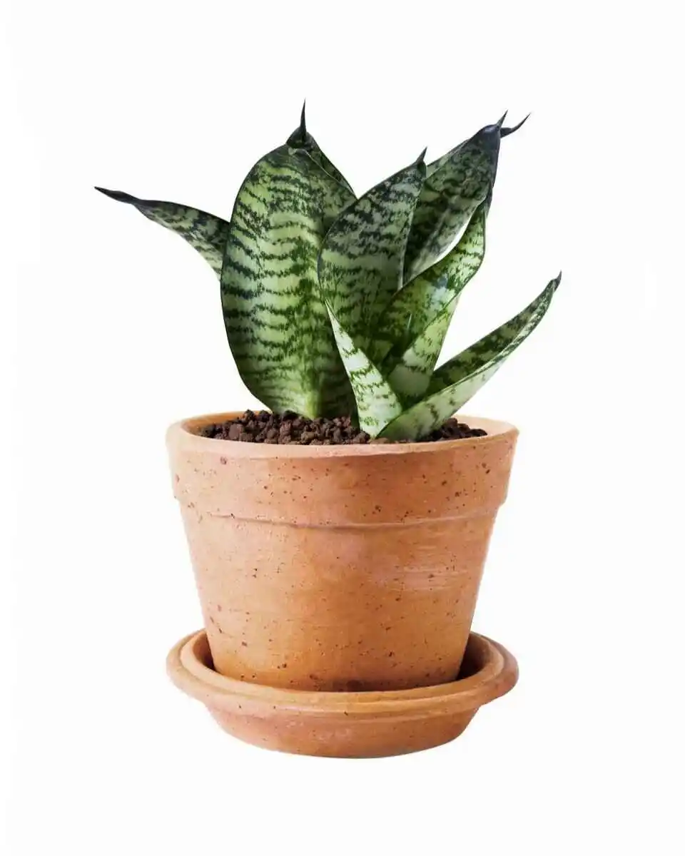 How Often to Water Snake Plant in Summer