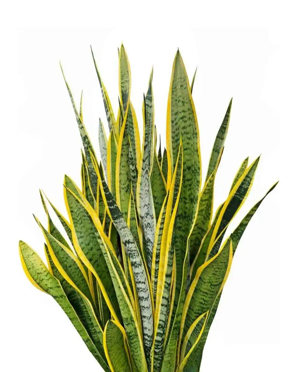 Complete guide on how to grow a snake plant