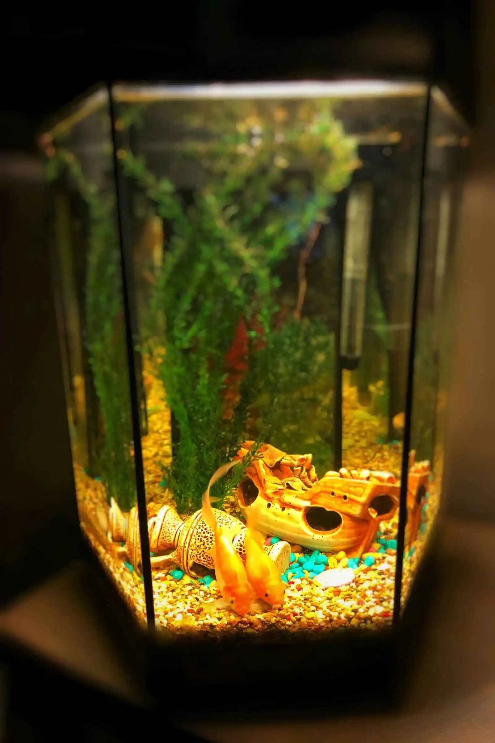 How to start a fish aquarium at home