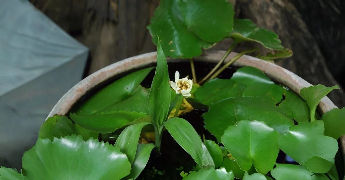 Ultimate Guide to Money Plant Care in Water Step by Step