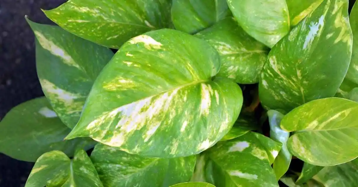 Money plant care complete guide