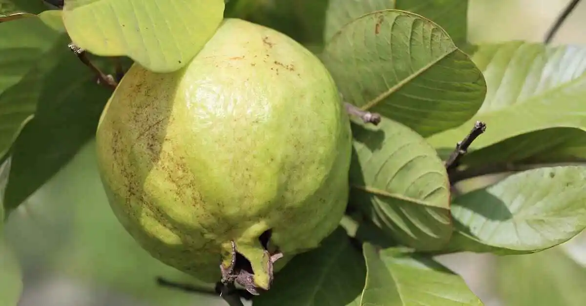 Complete guide on how to grow guava from seed