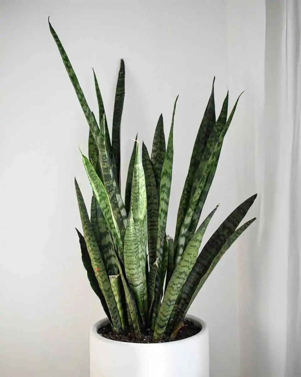 How to care for a snake plant