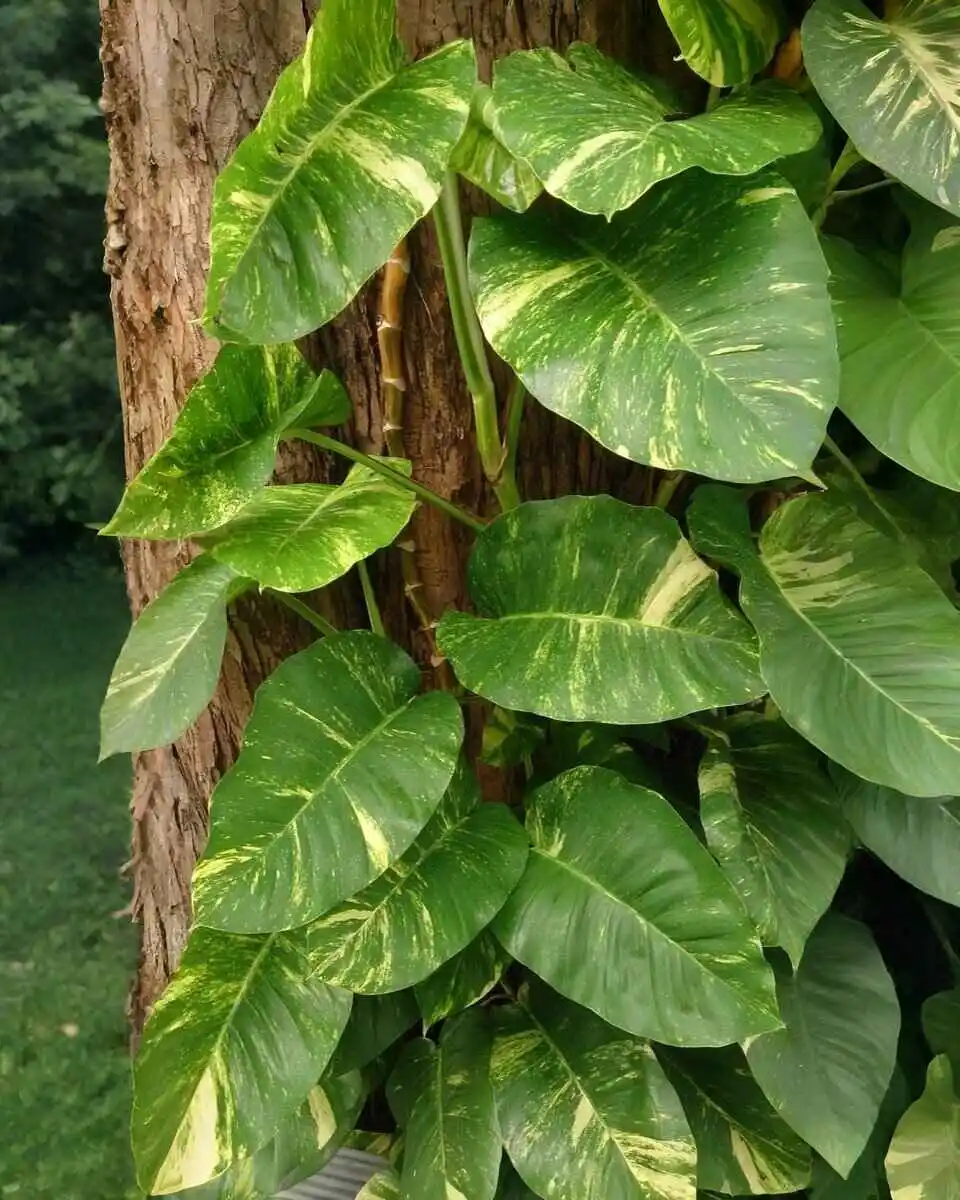 How to Grow Money Plants Faster Indoors